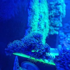 Green star polyp