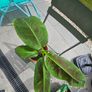 Banana plant 30cm Image 3