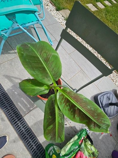 Banana plant 30cm