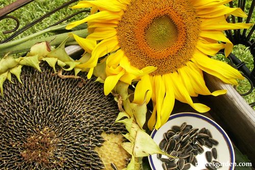 (S) Edible Sunflower seeds Large 10g pack