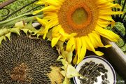(S) Edible Sunflower seeds Large 10g pack