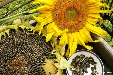 (S) Edible Sunflower seeds Large 10g pack