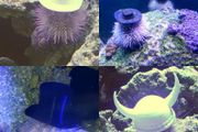 Hats for Sea Urchine