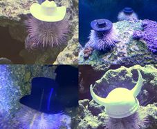 Hats for Sea Urchine