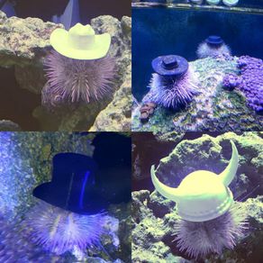 Hats for Sea Urchine