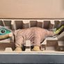 Pleo RB Image 6