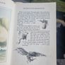 The Children of Lir  The Song of the Children of Lir (Hardcover) Image 5