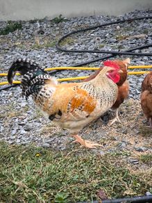 roosters