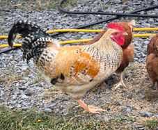 roosters