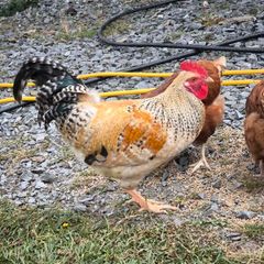 roosters
