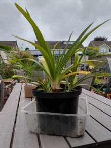 agapanthus plant