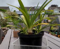 agapanthus plant