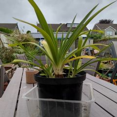 agapanthus plant