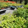 Plants, Flowering Shrubs, Grasses Image 5