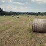 Hay for sale Image 3