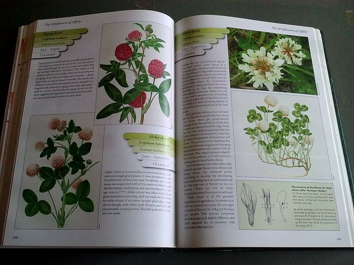 The Wildflowers of Offaly by John Feehan Ireland Irish