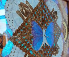 Vintage Brazilian Inlaid Iridescent Morpho Butterfly Wing Hardwood Tray