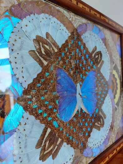 Vintage Brazilian Inlaid Iridescent Morpho Butterfly Wing Hardwood Tray