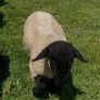 Pedigree Suffolk rams Image 6
