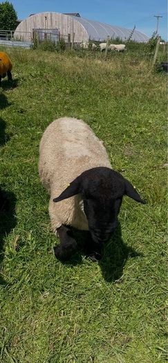 Pedigree Suffolk rams