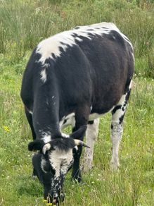 Cow