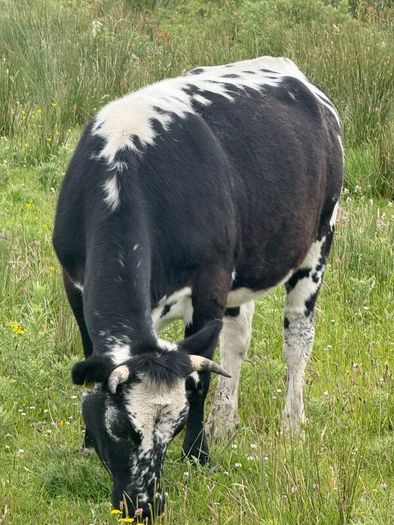 Cow