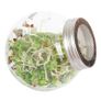 Buzzy Organic Sprouting Pot Daikon Microgreens 7.5g Image 2
