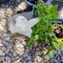 White Snapdragon Plant Image 2