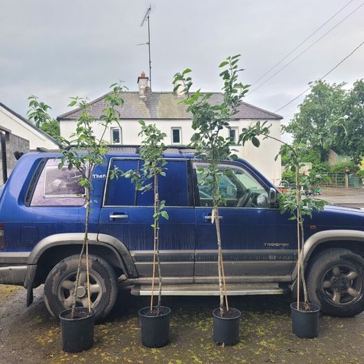 10 fruit trees