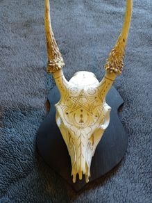 Deer skull