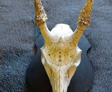 Deer skull