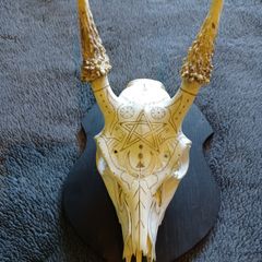 Deer skull