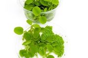 Duckweed (Lemna Minor) 500pcs + Salvinia auroculata 10pcs absorbs nitrogen (aquarium- pond)