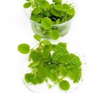 Duckweed (Lemna Minor) 500pcs + Salvinia auroculata 10pcs absorbs nitrogen (aquarium- pond)