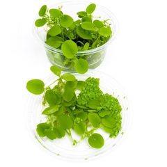 Duckweed (Lemna Minor) 500pcs + Salvinia auroculata 10pcs absorbs nitrogen (aquarium- pond)