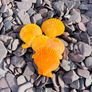 Memorial stone, grave stones polished pebbles Image 8