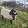 Ram lamb Image 2