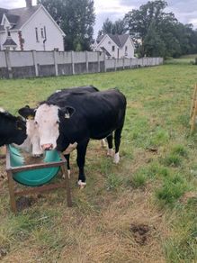 3 white heifers
