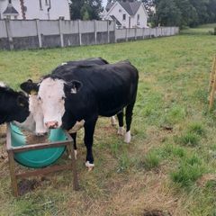 3 white heifers