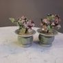 Two Jade Bonsai Trees Image 4