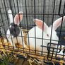 rabbits Image 3