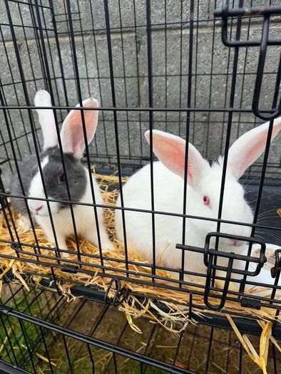 rabbits