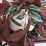 trailing artificial plant Image 3