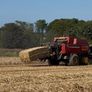 Barley straw 8x4x3 Image 6