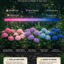 Large pink/blue Hydrangea plant Image 3