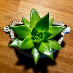 Cute Echeveria plant + pot