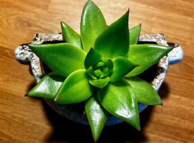 Cute Echeveria plant + pot