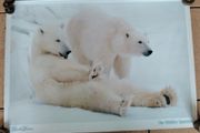 The Wildlife Specials: Polar Bear Promotional Print