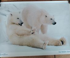 The Wildlife Specials: Polar Bear Promotional Print