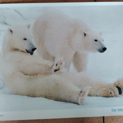 The Wildlife Specials: Polar Bear Promotional Print